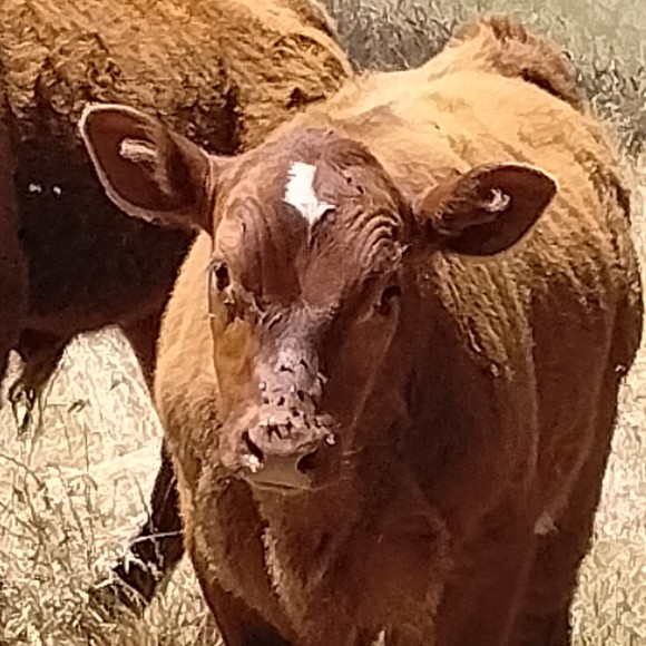 Meet your Posher, Joy - Picture 1 of 1